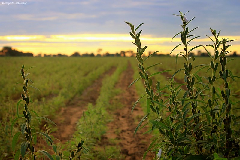 CAMPAGNE AGRICOLE 2025 : La rareté des pluies dans certaines localités inquiète les agriculteurs