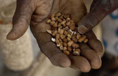 MENACE SUR LA SÉCURITÉ ALIMENTAIRE EN AFRIQUE : Le continent perd sa diversité génétique végétale à un rythme effréné
